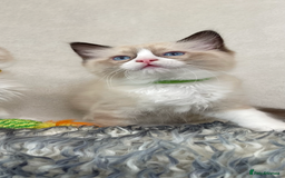 Ragdoll cats for sale: Premium Ragdoll Kittens  Beautiful TICA Registered - Image 9