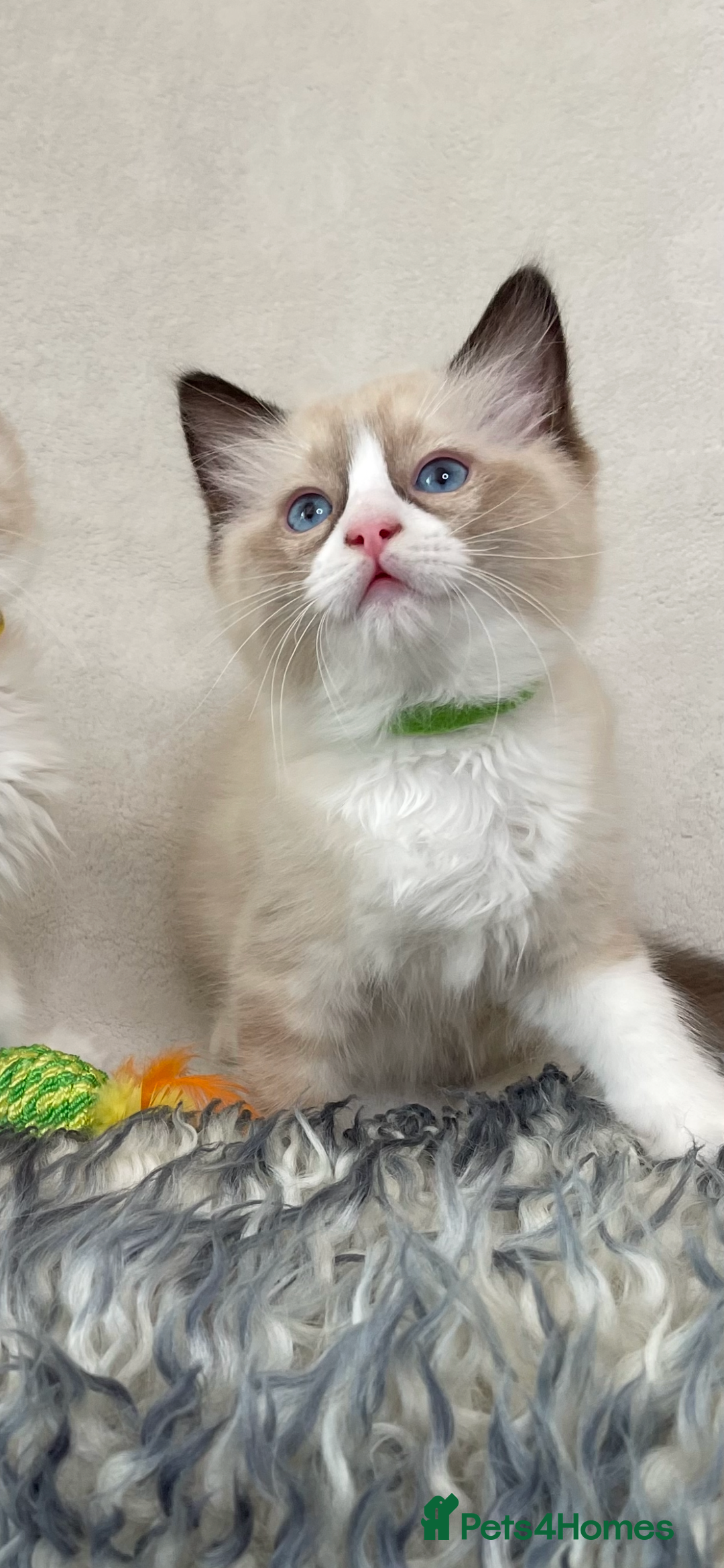 Ragdoll cats for sale: Premium Ragdoll Kittens  Beautiful TICA Registered - Image 9