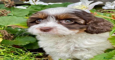 Cavapoo dogs - Advert 7