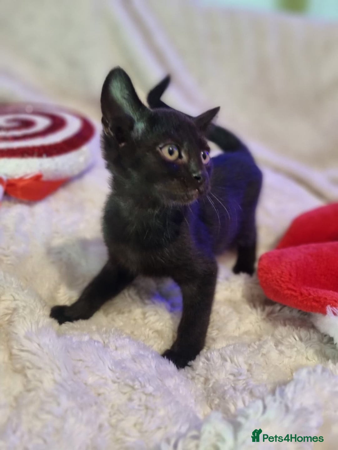 Lykoi cats for sale: Lykoi British short-haired kittens - Advert 14