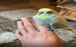 Budgerigars birds for sale: Tamed Handreared Budgies For Sale - Image 1