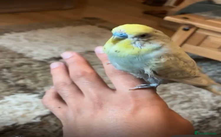 Budgerigars birds - Advert 1