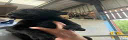Labrador Retriever dogs for sale: Black KC Registered Labrador pups in Market Drayton - Advert 2
