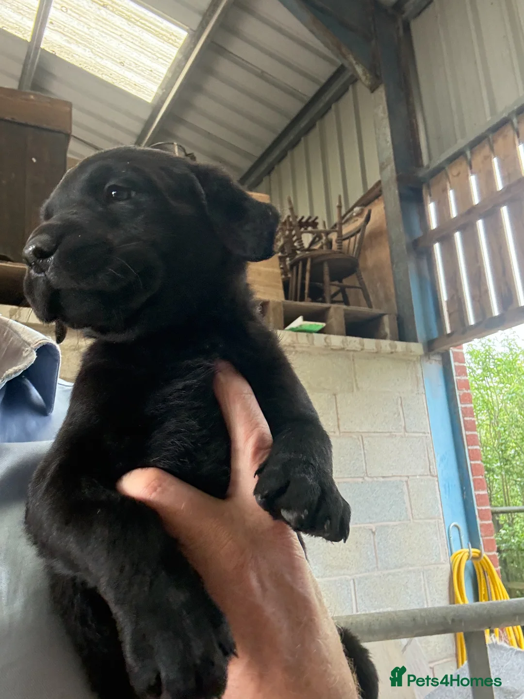 Labrador Retriever dogs for sale: Black KC Registered Labrador pups in Market Drayton - Advert 2
