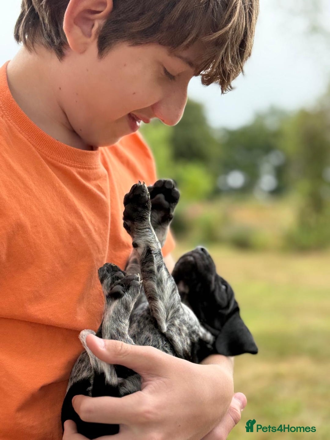 German Shorthaired Pointer dogs for sale: Exceptional German Shorthaired Pointer Puppies - Image 4