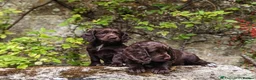 Cocker Spaniel dogs for sale: Sort hard to find - Advert 10
