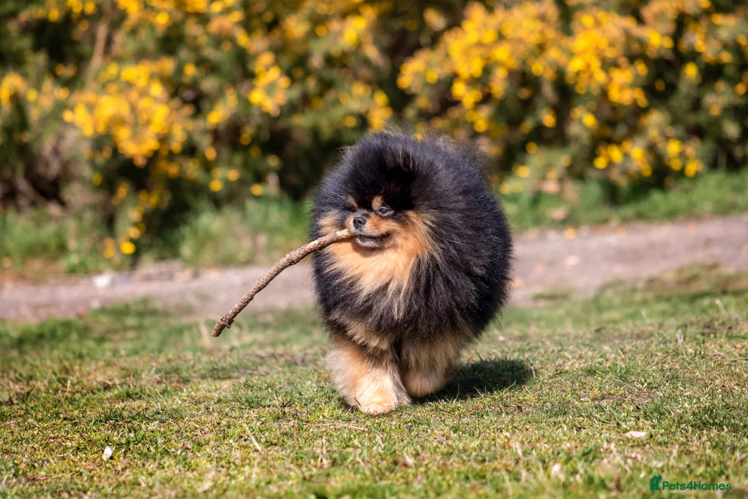 Pomeranian dogs for stud: Pomeranian Gentleman Available for Stud 🐾 - Advert 9