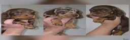 Miniature Dachshund dogs for sale: Chocolate/Tan Mini Dachshunds, Long Haired/Dapple - Advert 1