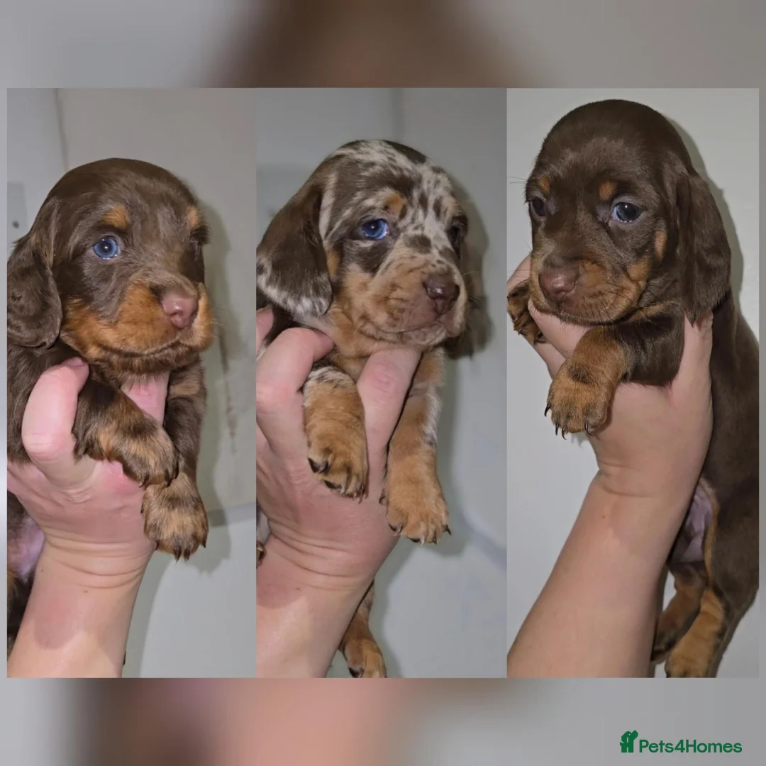 Miniature Dachshund dogs for sale: Chocolate/Tan Mini Dachshunds, Long Haired/Dapple - Advert 1
