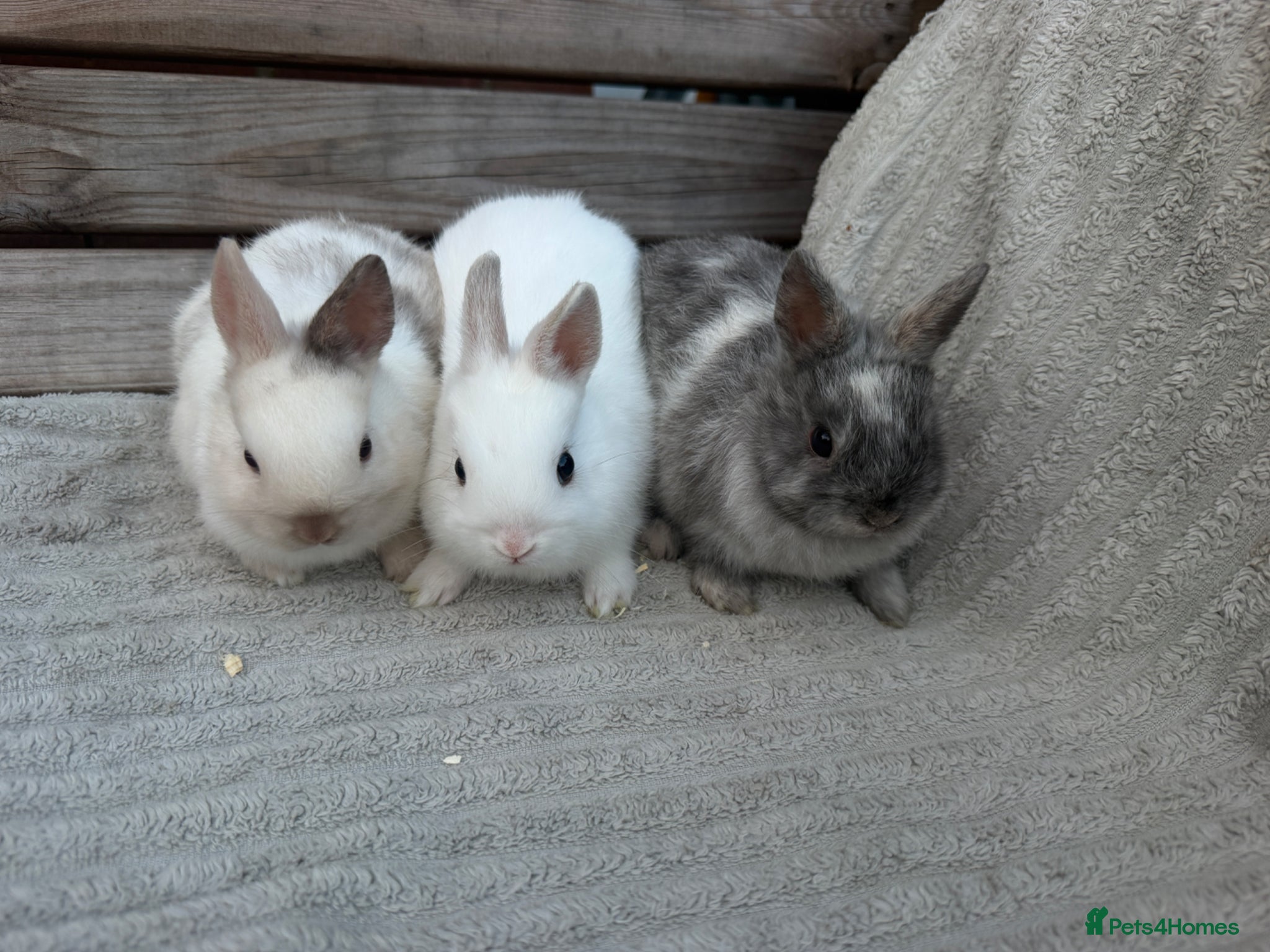 Netherland Dwarf rabbits for sale: 3 gorgeous netherland dwarf babies - Advert 1