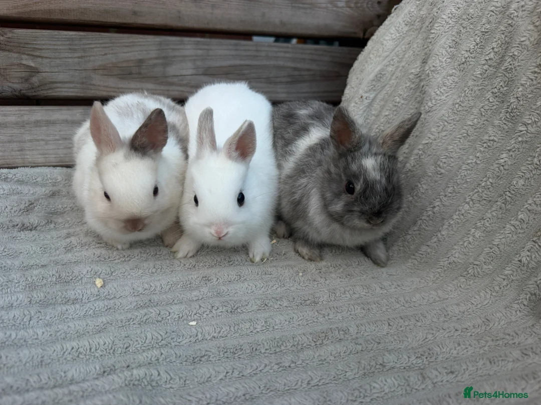 Netherland Dwarf rabbits for sale: 3 gorgeous netherland dwarf babies in Welwyn Garden City - Advert 1