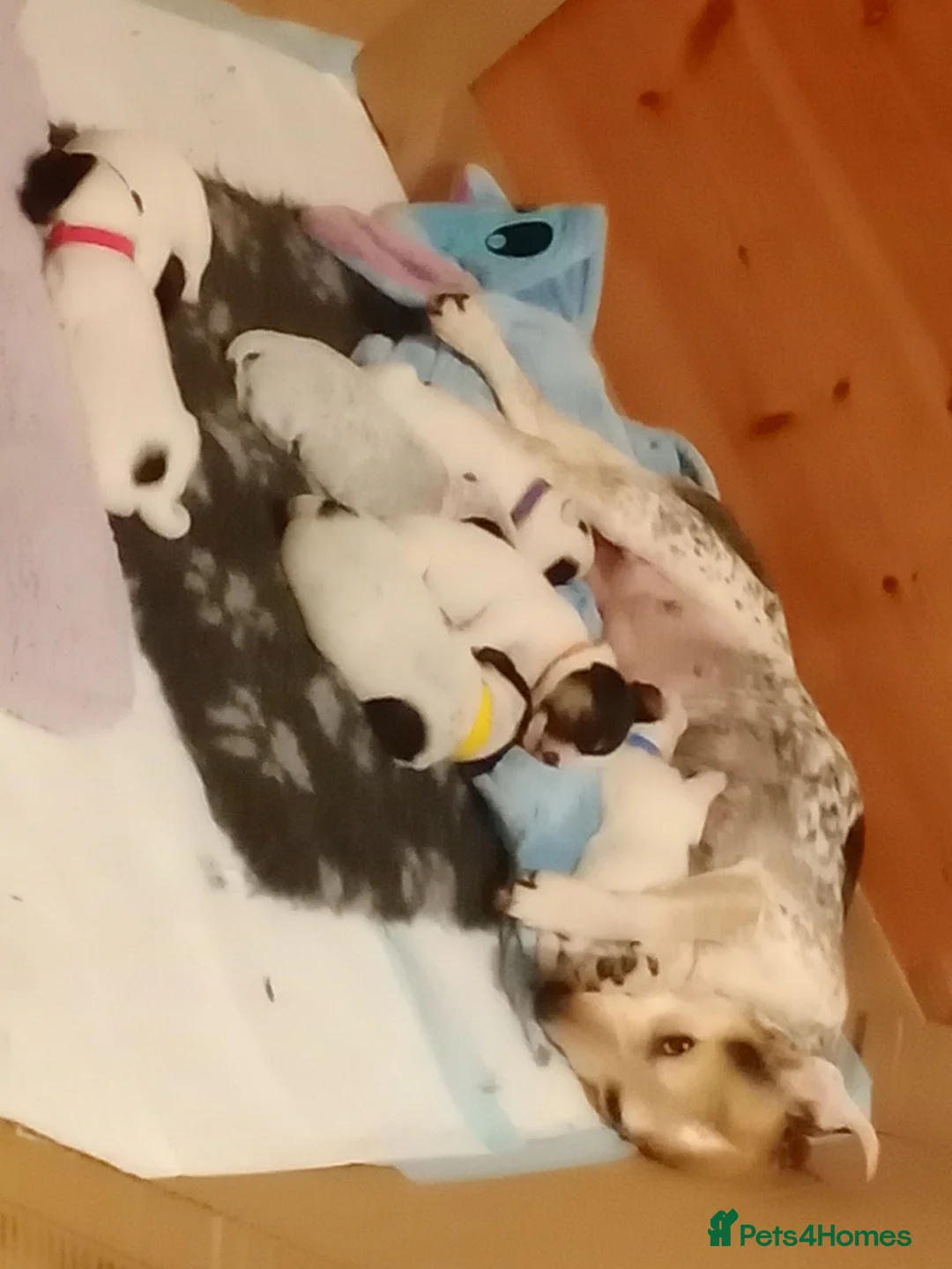 Mixed Breed dogs for sale: Parson Russell x Jack Russell  - Advert 15