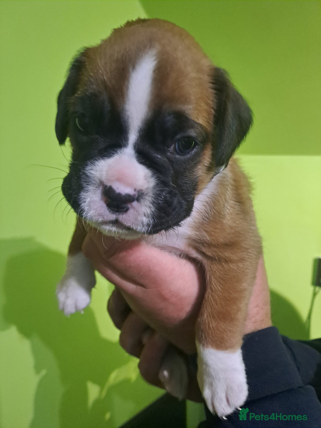 Boxer dogs for sale: Bobtail/tailed Boxer puppies.❤️ - Image 2