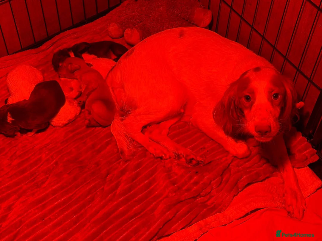 Sprocker dogs for sale: Beautiful Sprocker spaniel pups  - Advert 11