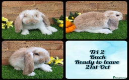 French Lop rabbits for sale: Fully Pedigree French Lops - Advert 2