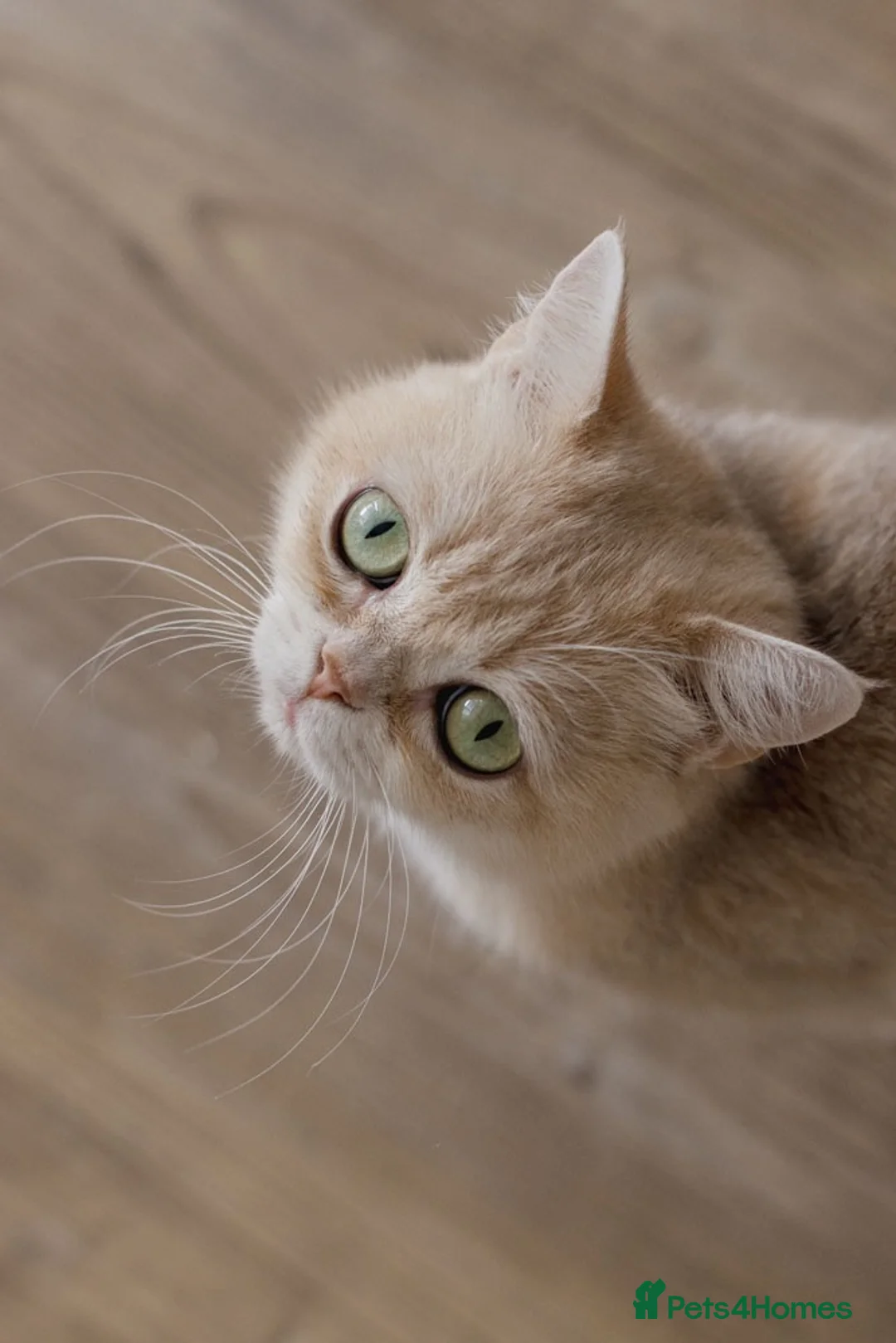British Shorthair cats for sale: Beautiful BSH AY12 Golden Blue Female - Advert 2