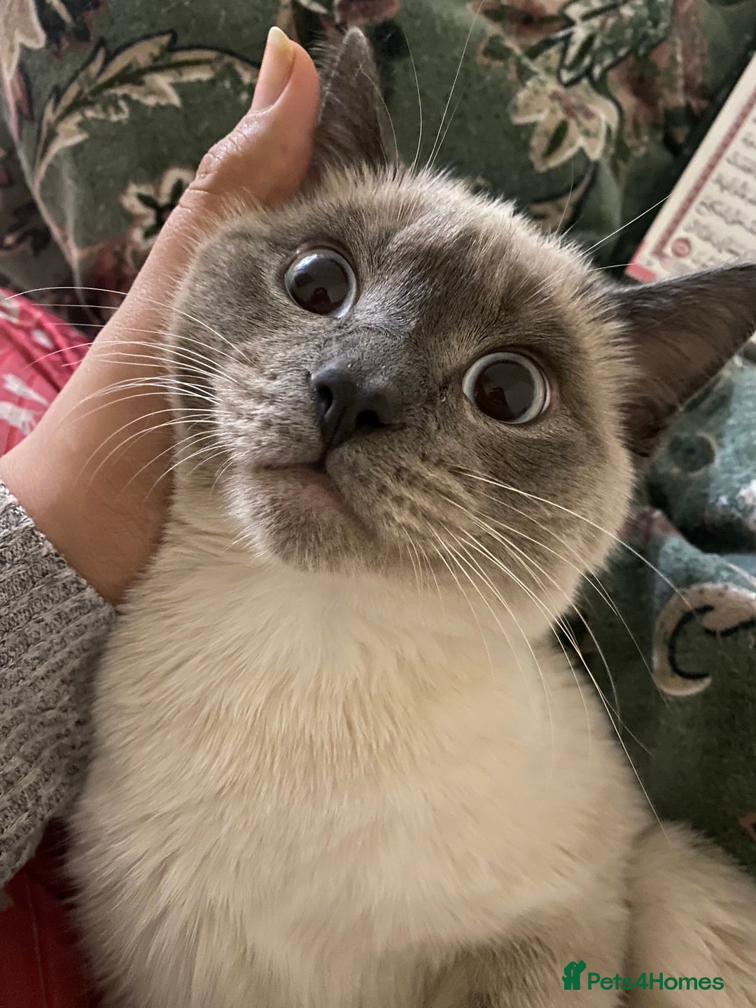 Siamese cats for sale: Beautiful Male Siamese-Mix Kitten/ 7 months/Dundee - Advert 2