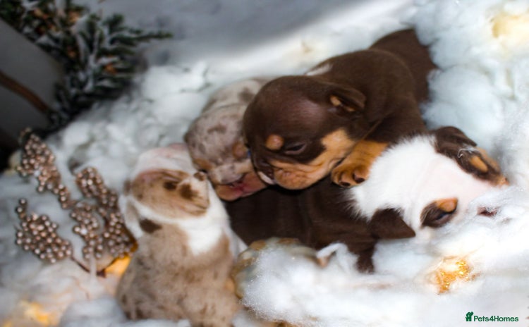 English Bulldog dogs - Advert 1