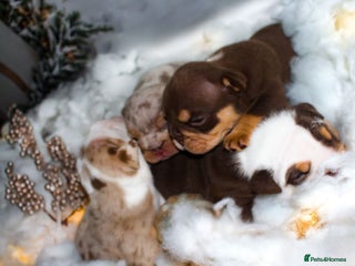 English Bulldog dogs - Advert 26