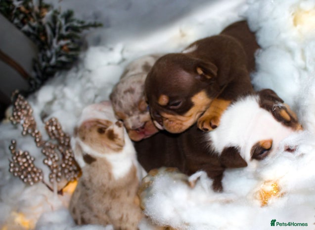 English Bulldog dogs - Advert 1