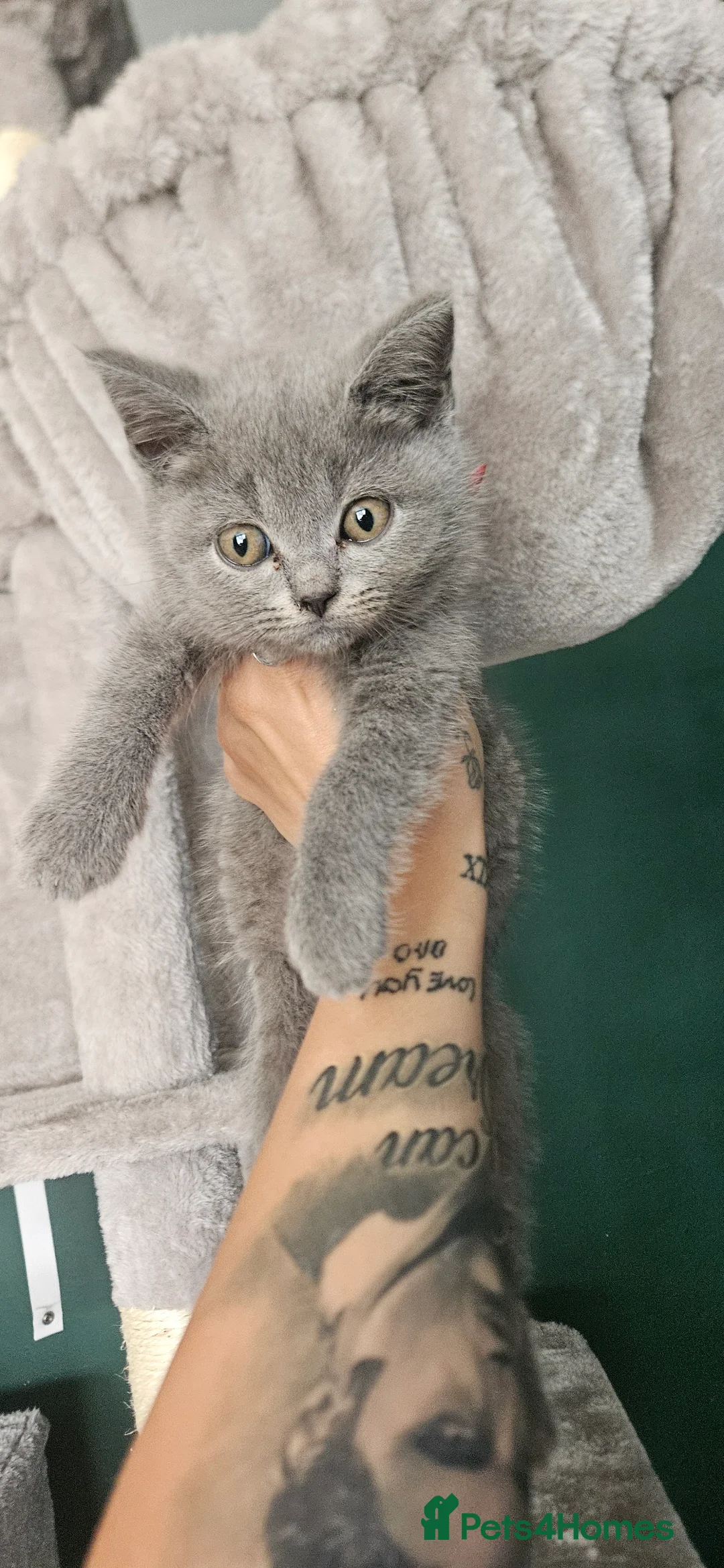 British Shorthair cats for sale: Beautiful Blue British Shorthair Kitten - Advert 2