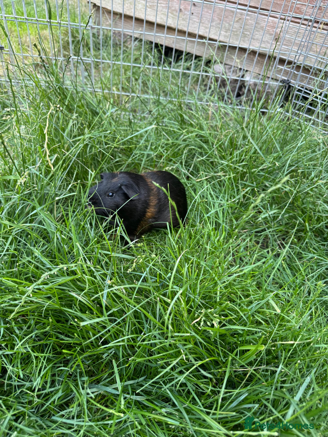 Guinea Pig rodents for sale: Two male small piggies in Spilsby - Image 3