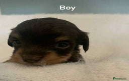 Mixed Breed dogs for sale: Adorable Doxipoo puppies  - Image 6