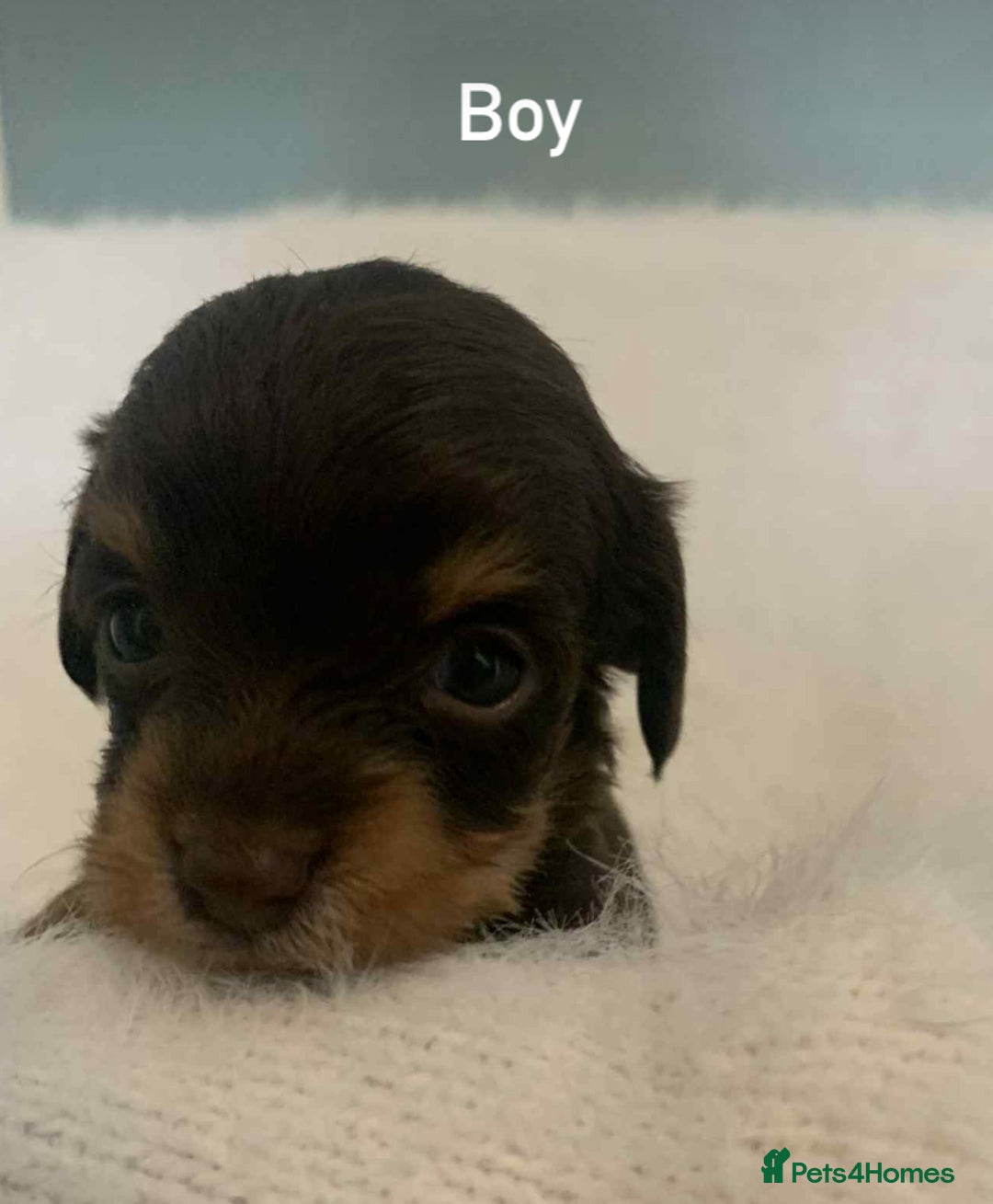 Mixed Breed dogs for sale: Adorable Doxipoo puppies  - Image 6