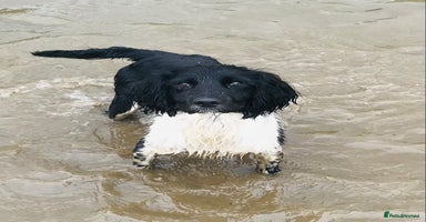 English Springer Spaniel dogs - Advert 5