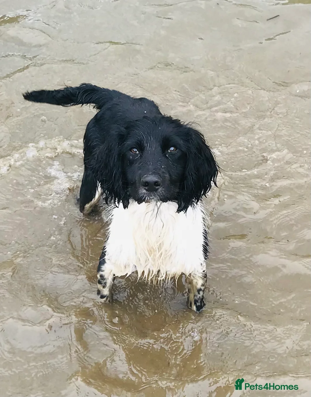 English Springer Spaniel dogs for stud: HEALTH TESTED FTCH bred springers for stud - Advert 10