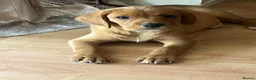 Mixed Breed dogs for sale: Cavador puppies 8weeks old  - Advert 5