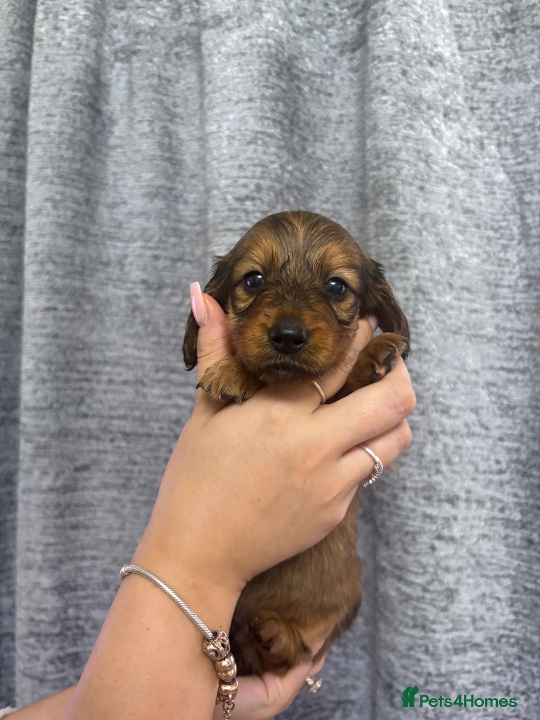 Miniature Dachshund dogs for sale: Amazing Champ Bloodlines Mini Dachshunds ✨ - Image 11