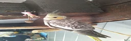 Cockatiels birds for sale: DNA sexed cockatiel hand tame and flight trained - Advert 6