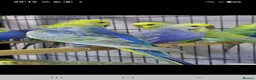 Budgerigars birds for sale: Budgies for sale Birmingham  - Advert 3