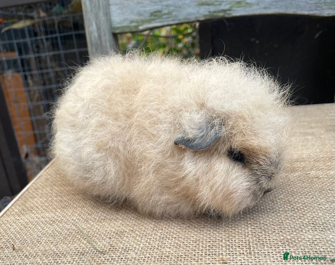 Guinea Pig rodents for sale: Swiss baby sow - Image 2