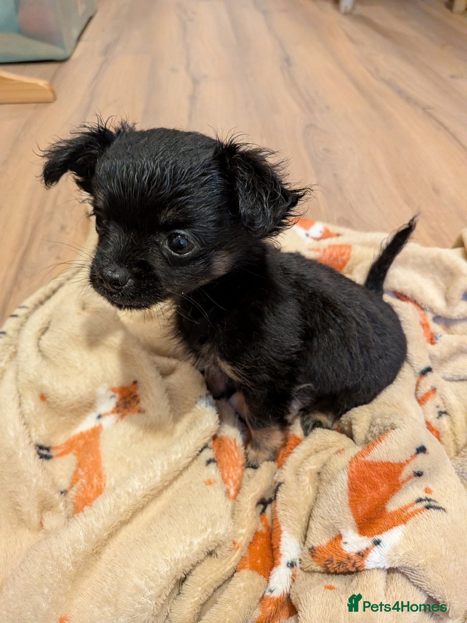 Chorkie dogs 3 little bundles of joy - Advert 1