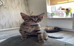 Bengal cats for sale: Beautiful female  kitten❤️ - Image 4