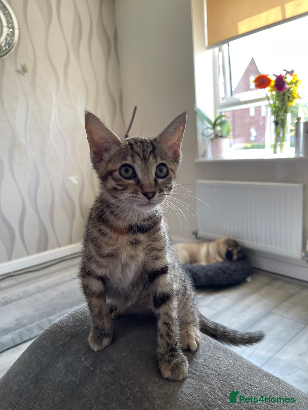Bengal cats for sale: Beautiful female  kitten❤️ - Image 4