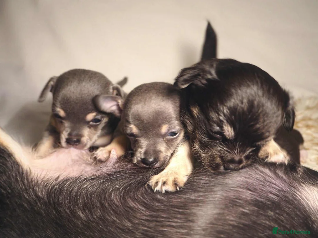 Chihuahua dogs for sale: two blue chihuahuas and one black one - Advert 1