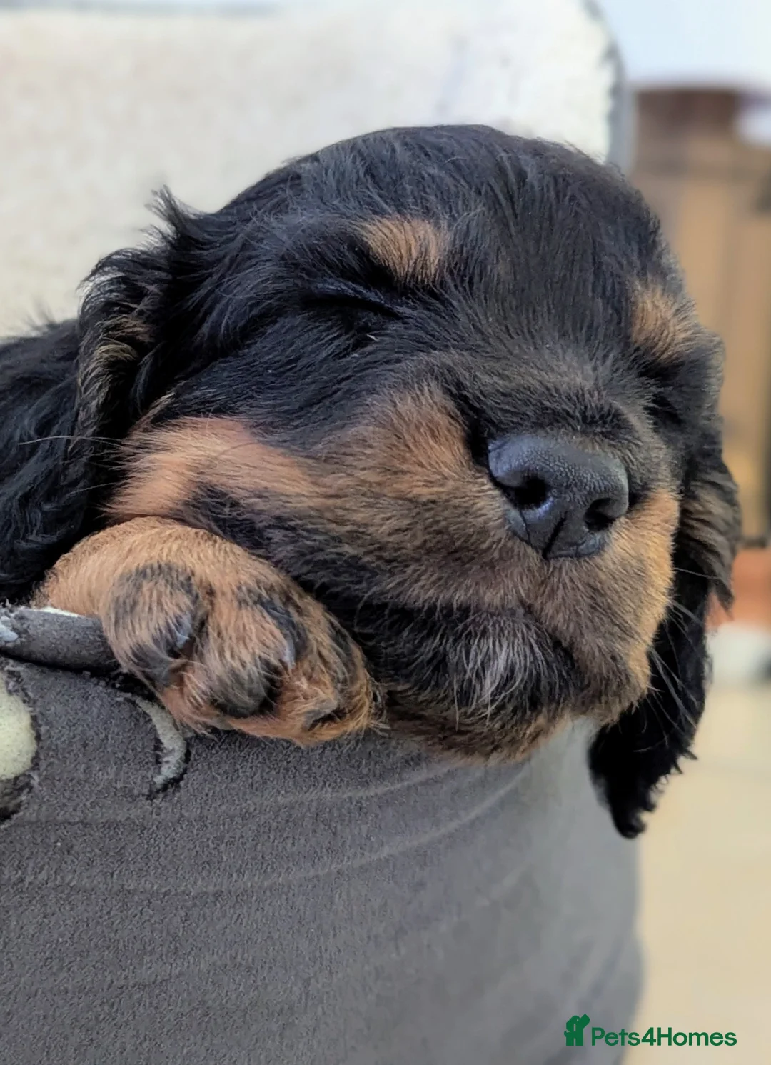 Cocker Spaniel dogs for sale: KC Registered Working Cocker Spaniel Puppies - Advert 2