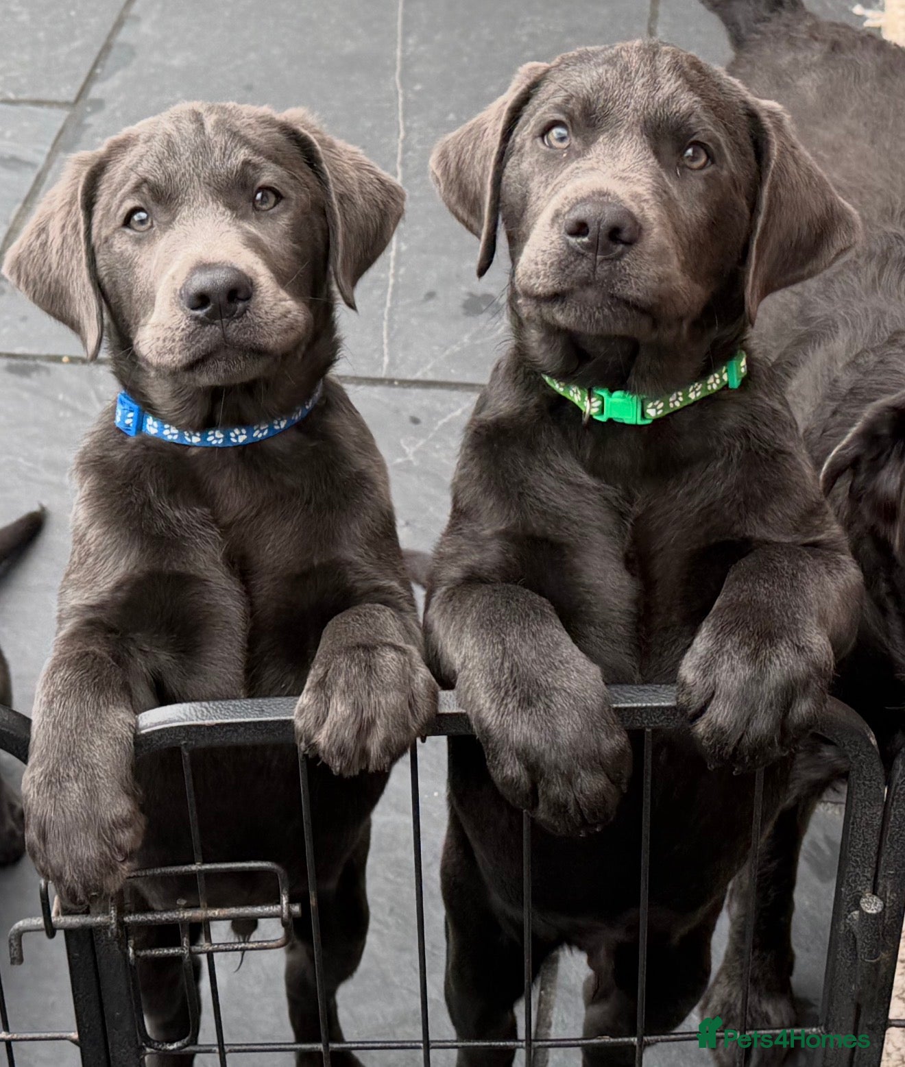 Labrador Retriever dogs LAST FEW BOYS! RARE KC CHARCOAL LABS - Advert 2