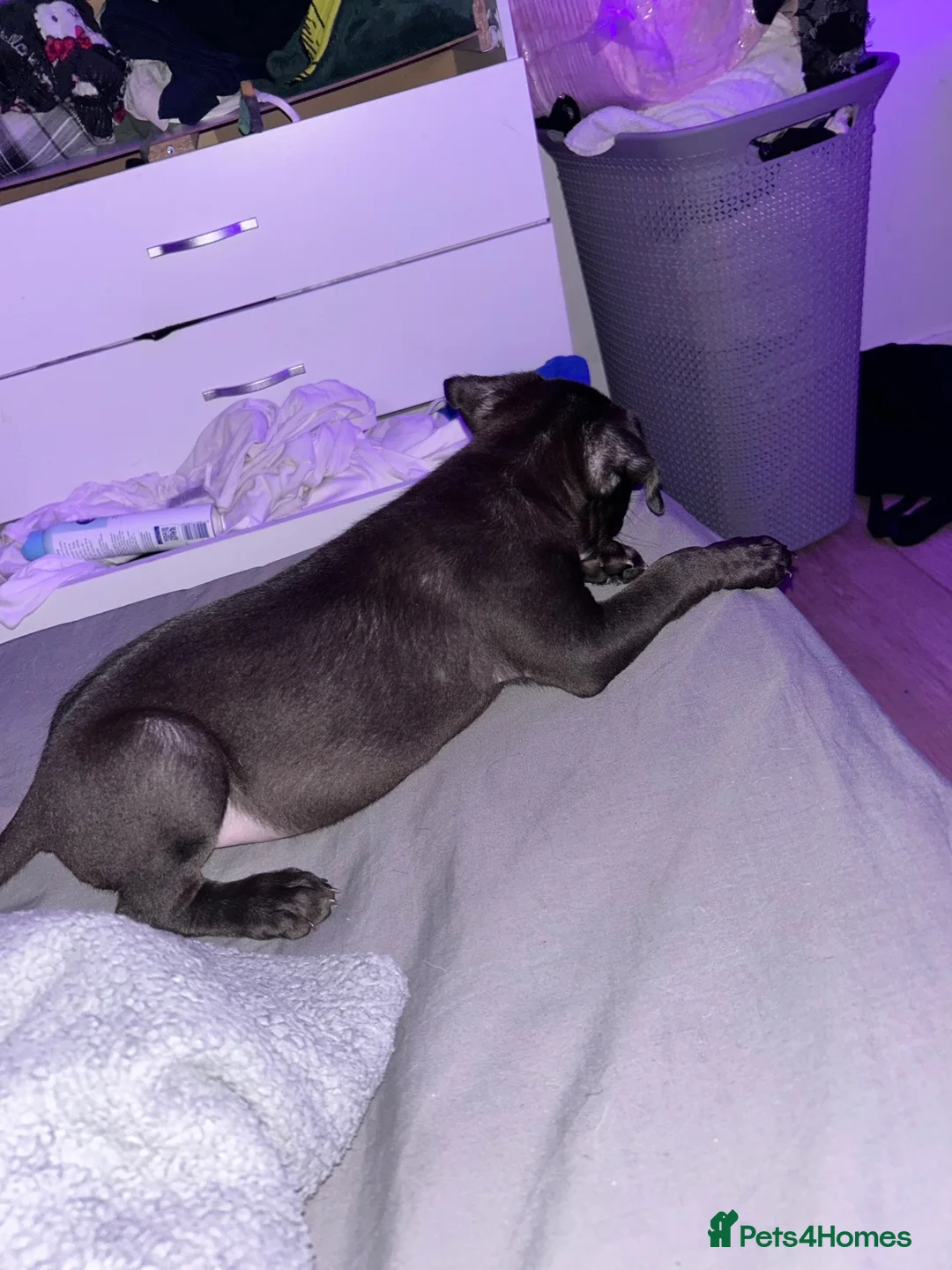 Mixed Breed dogs for sale: 2 beautiful boys  - Advert 2