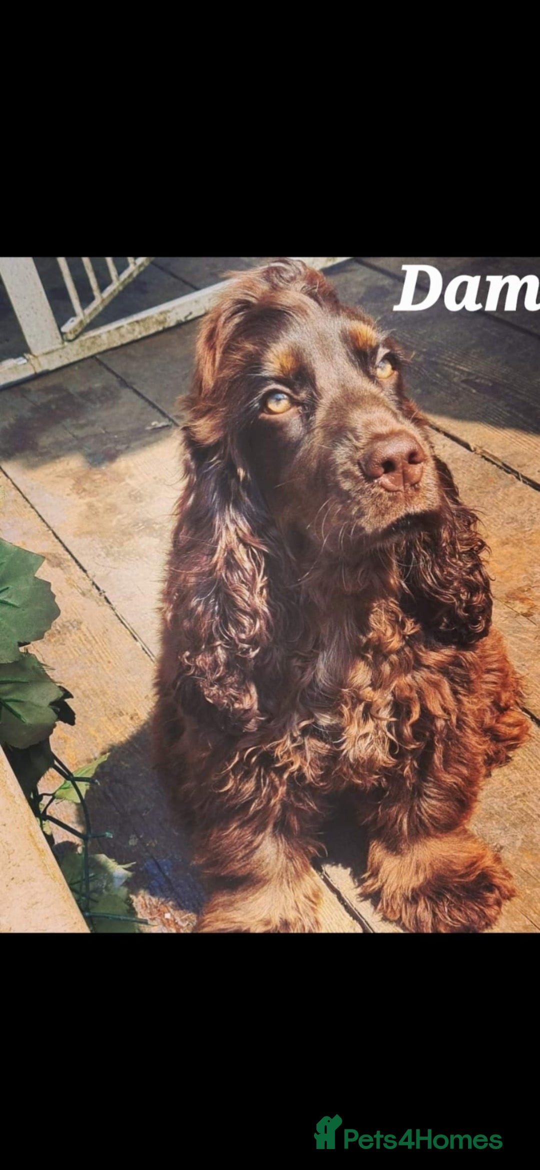 Cocker Spaniel dogs for sale: Exceptional Pedigree Kc Champion Show Cockers - Image 25