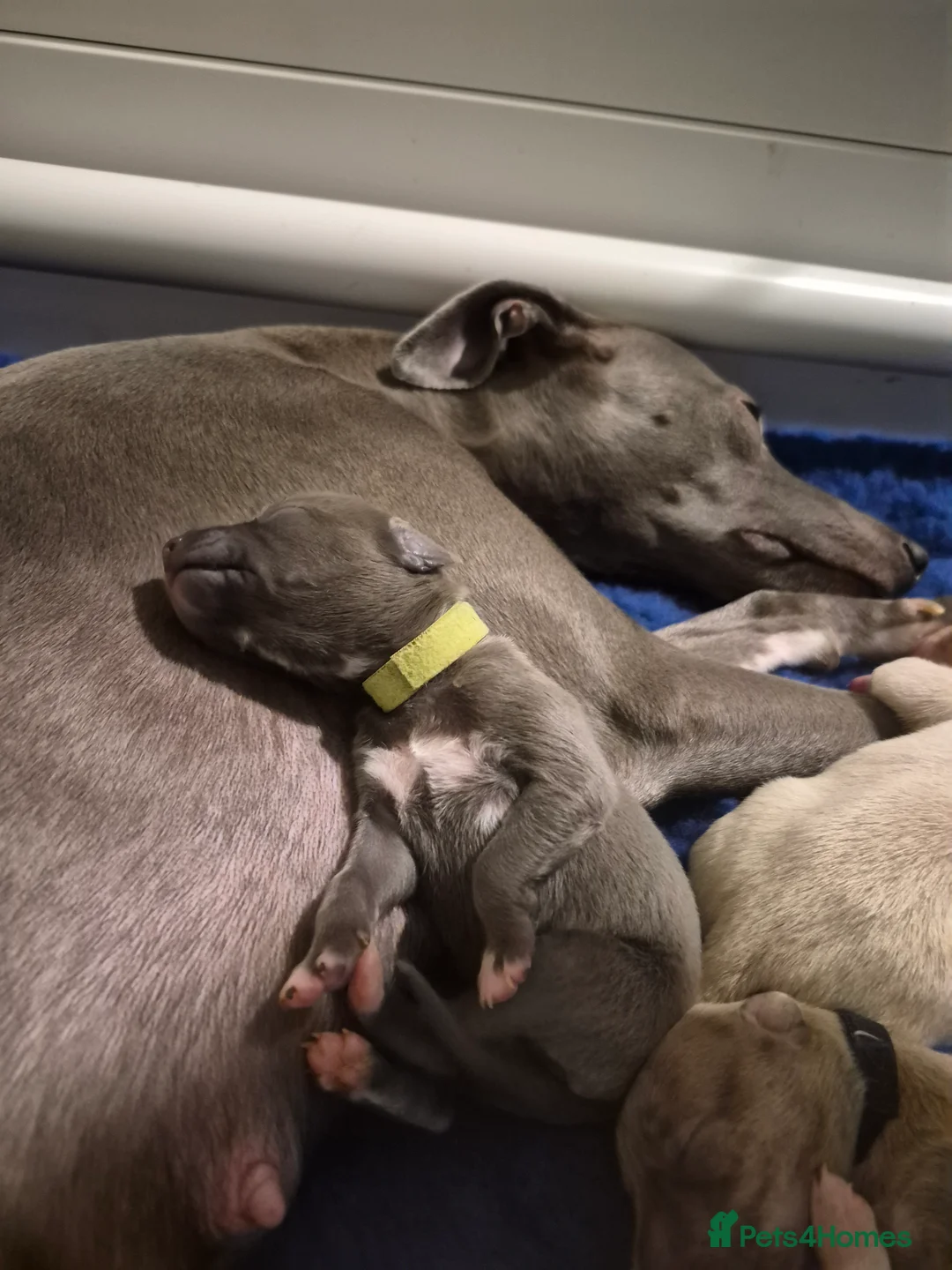 Whippet dogs for sale: KC Whippet Puppies - Champion Lines - Advert 9