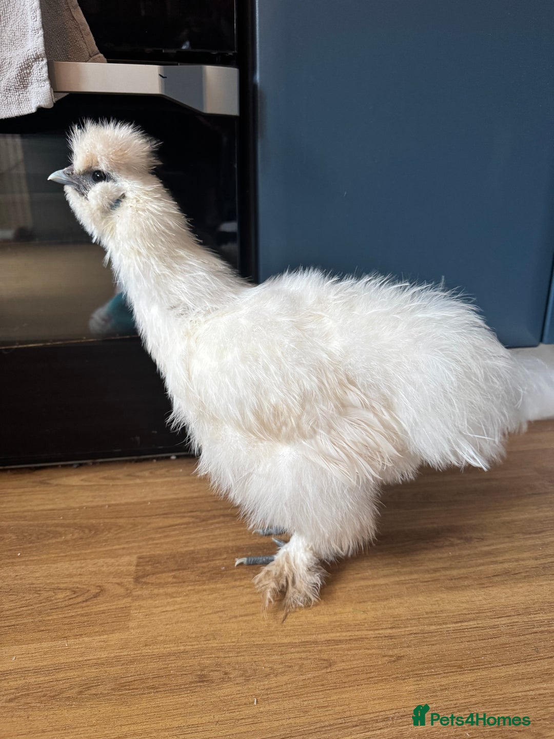 Chickens poultry for sale: Silkie cockerel  - Advert 2