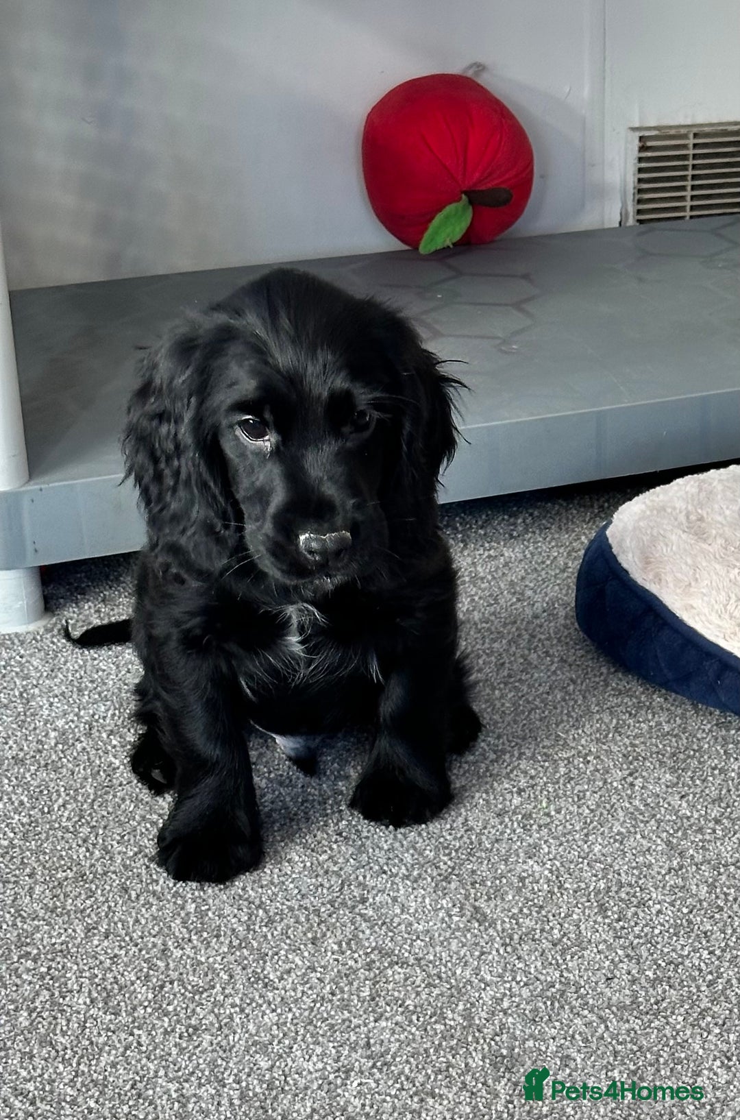 Cocker Spaniel dogs for sale: Beautiful show type boys only - Advert 17