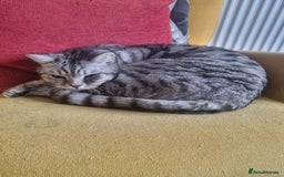 British Shorthair cats for sale: Indoor Cat  - Image 1
