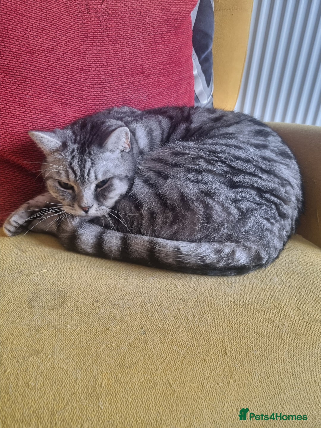 British Shorthair cats for sale: Indoor Cat  - Image 1
