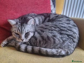 British Shorthair cats - Advert 32