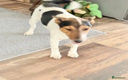 Fox Terrier dogs for adoption: Sweet Mizzo looking for LOVE - Image 10